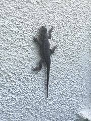 Sceloporus occidentalis