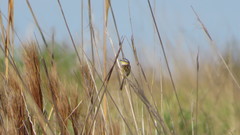 Culicivora caudacuta