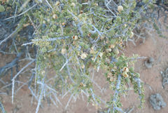 Boscia foetida foetida