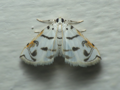 Neurophyseta