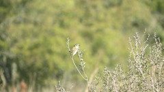 Culicivora caudacuta