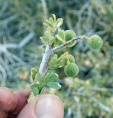 Boscia foetida foetida