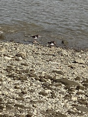 Haematopus ostralegus