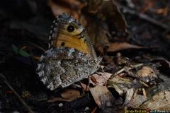 Hipparchia aristaeus