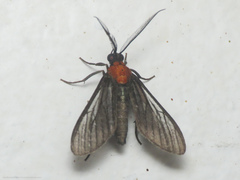 Saurita