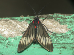 Hypocharis clusia