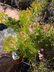 Serruria hirsuta