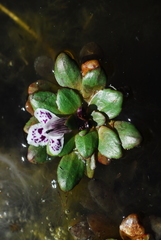 Lindernia conferta