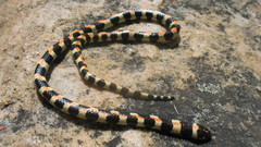 Homoroselaps lacteus