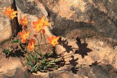 Ornithogalum rupestre