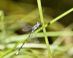 Lestes forcipatus