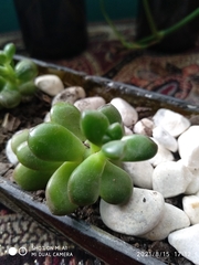 Sedum lucidum