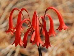 Cyrtanthus angustifolius