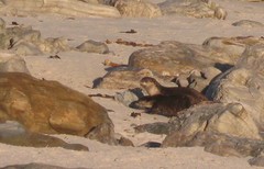 Aonyx capensis capensis