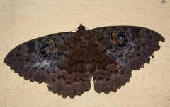 Erebus walkeri