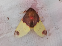 Pseudepimolis haemasticta