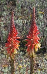Aloe microstigma