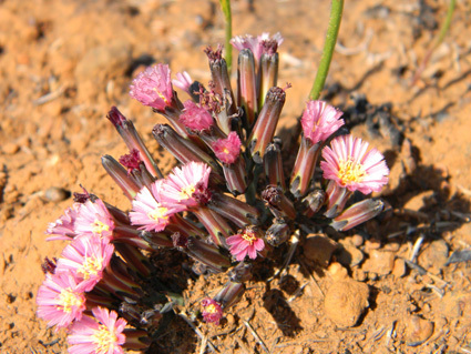 Launaea nana