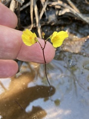 Utricularia ochroleuca