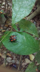 Brachystethus rubromaculatus