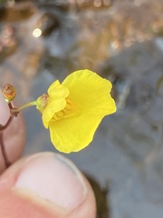 Utricularia ochroleuca