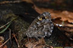 Hipparchia aristaeus