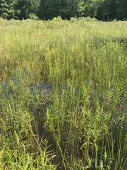 Eleocharis ovata