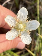 Parnassia cirrata intermedia