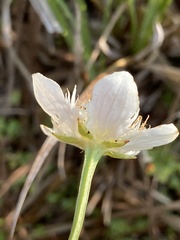 Parnassia cirrata intermedia