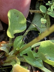 Parnassia cirrata intermedia
