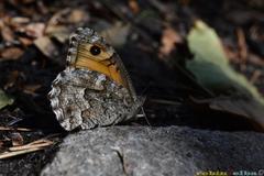 Hipparchia aristaeus