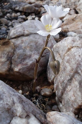 Anacampseros lanceolata ssp. lanceolata