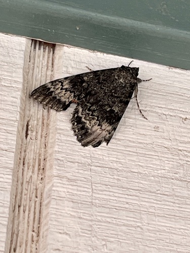 Grote's Underwing Moth photo 5
