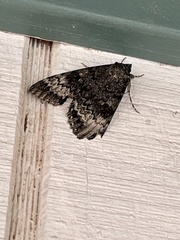 Catocala grotiana