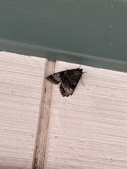 Catocala grotiana