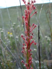 Struthiola macowanii