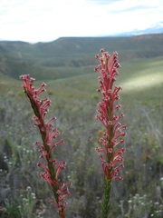 Struthiola macowanii