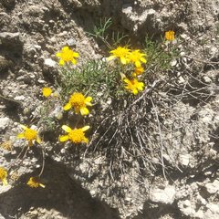Picradeniopsis pringlei