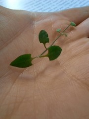 Chenopodium triandrum