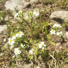 Villanova achillaeoides