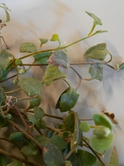 Chenopodium triandrum