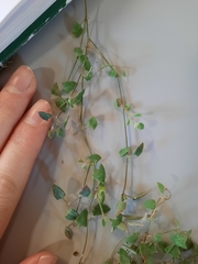 Chenopodium triandrum