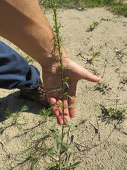 Solidago gillmanii