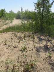 Solidago gillmanii