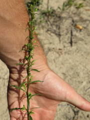 Solidago gillmanii