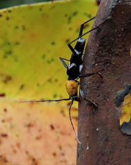 Demonax chrysoderes