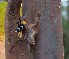 Demonax chrysoderes