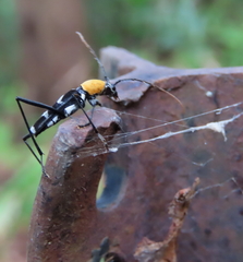 Demonax chrysoderes