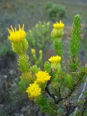 Pteronia camphorata