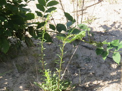 Solidago gillmanii